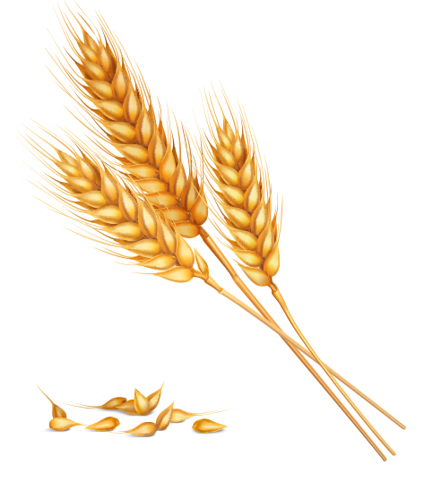 wheat png